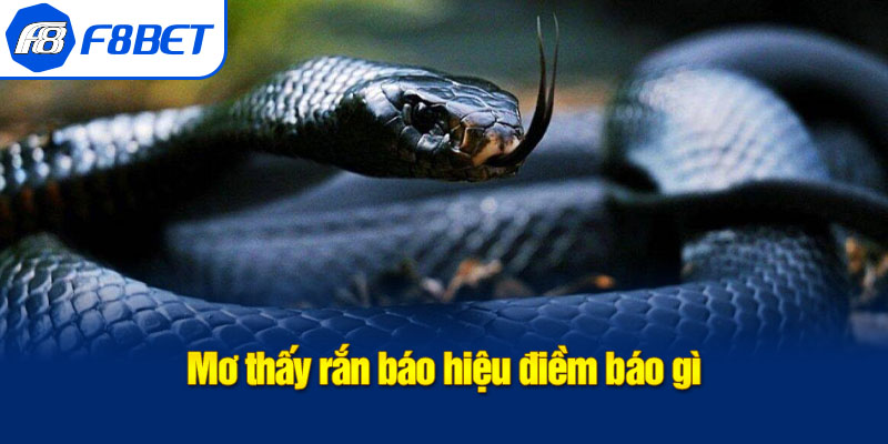 điềm báo mơ thấy rắn