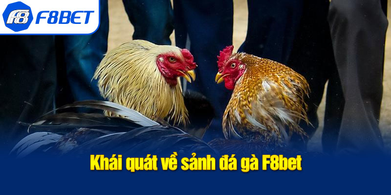 khái quát đà gà f8bet