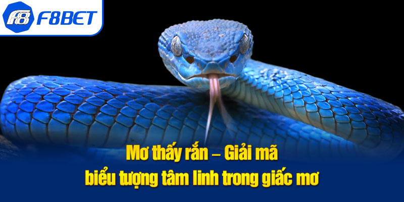 mơ thấy rắn ảnh đại diện