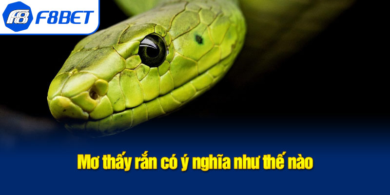 ý nghĩa mơ thấy rắn